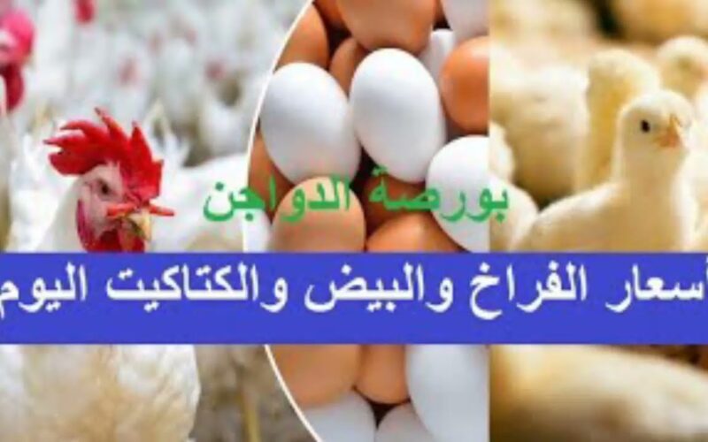 “بكام البيض والكتكوت والبط” بورصة الدواجن اليوم الفراخ البيضاء الأربعاء 18 سبتمبر ٢٠٢٤ بجميع الأسواق المحلية والمحلات التجارية