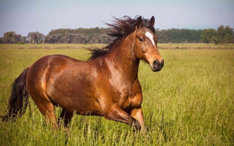 تفسير حلم ركوب الخيل البني
تفسير الاحلام
عالمي